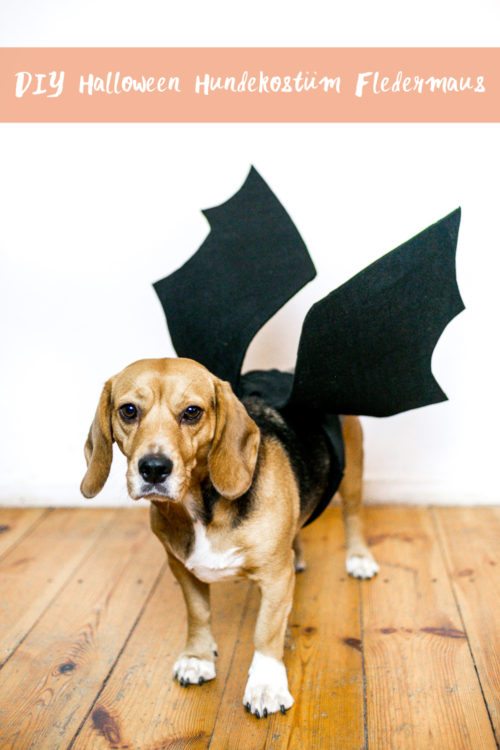DIY Halloween Fledermaus Hundekostüm mit Videoanleitung